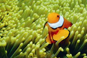 Hardy Reef Logo and Images