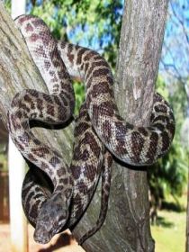 Cooberrie Park Wildlife Sanctuary Logo and Images