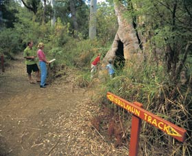Bibbulmun Track Logo and Images