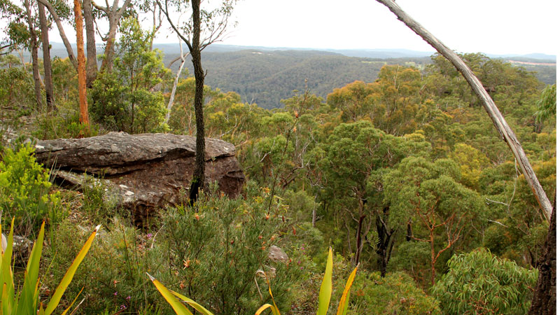 Mount Olive lookout Logo and Images