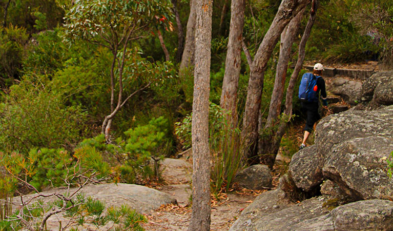 Pigeon House Mountain Didthul walking track Logo and Images