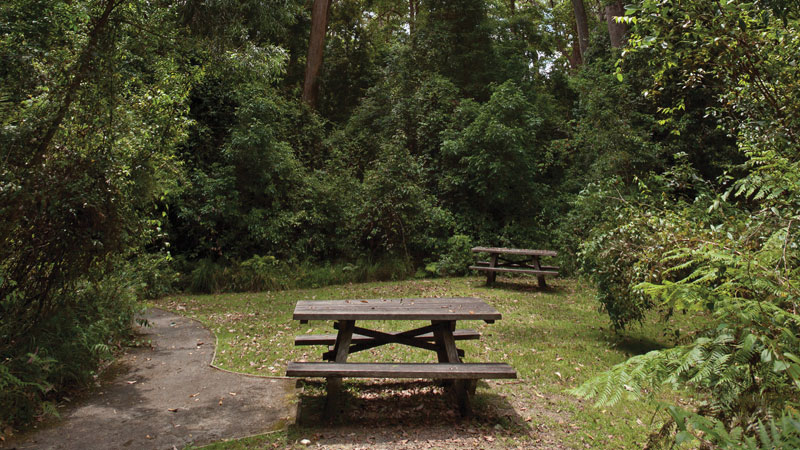 Nymboi-Binderay National Park Logo and Images