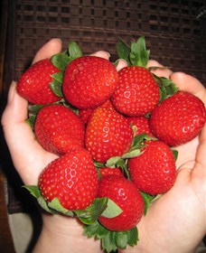 The Strawberry Farm Logo and Images