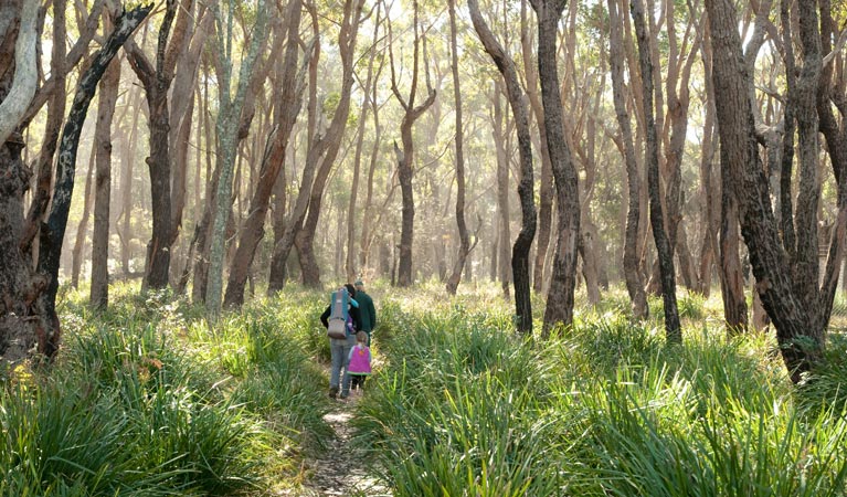 Nerindillah Lagoon walking track Logo and Images