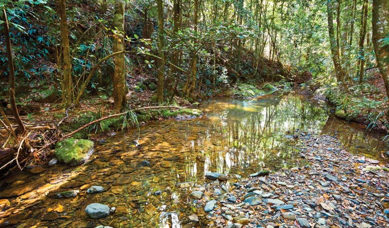 Blackbutt walking track Logo and Images
