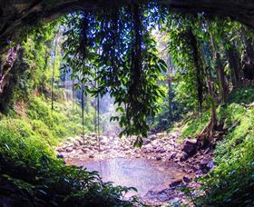 Dorrigo Rainforest Centre Logo and Images