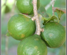 Lorne Valley Macadamia Farm Logo and Images