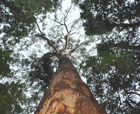 Bird Tree and Benaroon Logo and Images