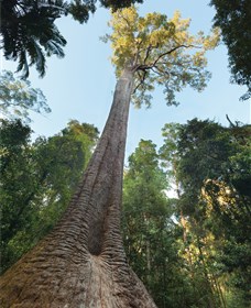 Burrawan State Forest Logo and Images
