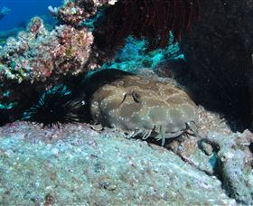 Shag Rock Dive Site Logo and Images