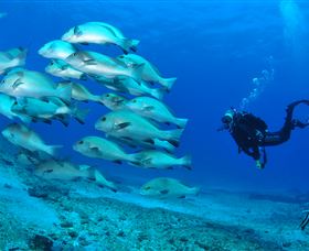 Flat Rock Dive Site Logo and Images