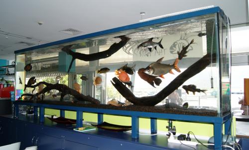 Aquariums in Cairns Logo and Images