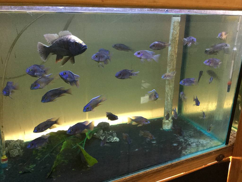 True Blue Aquariums Logo and Images