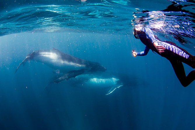 Private Whale Shark or Humpback Whale Swimming Tour Logo and Images