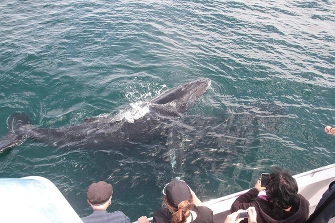 Jervis Bay Whale Watching Tour Logo and Images