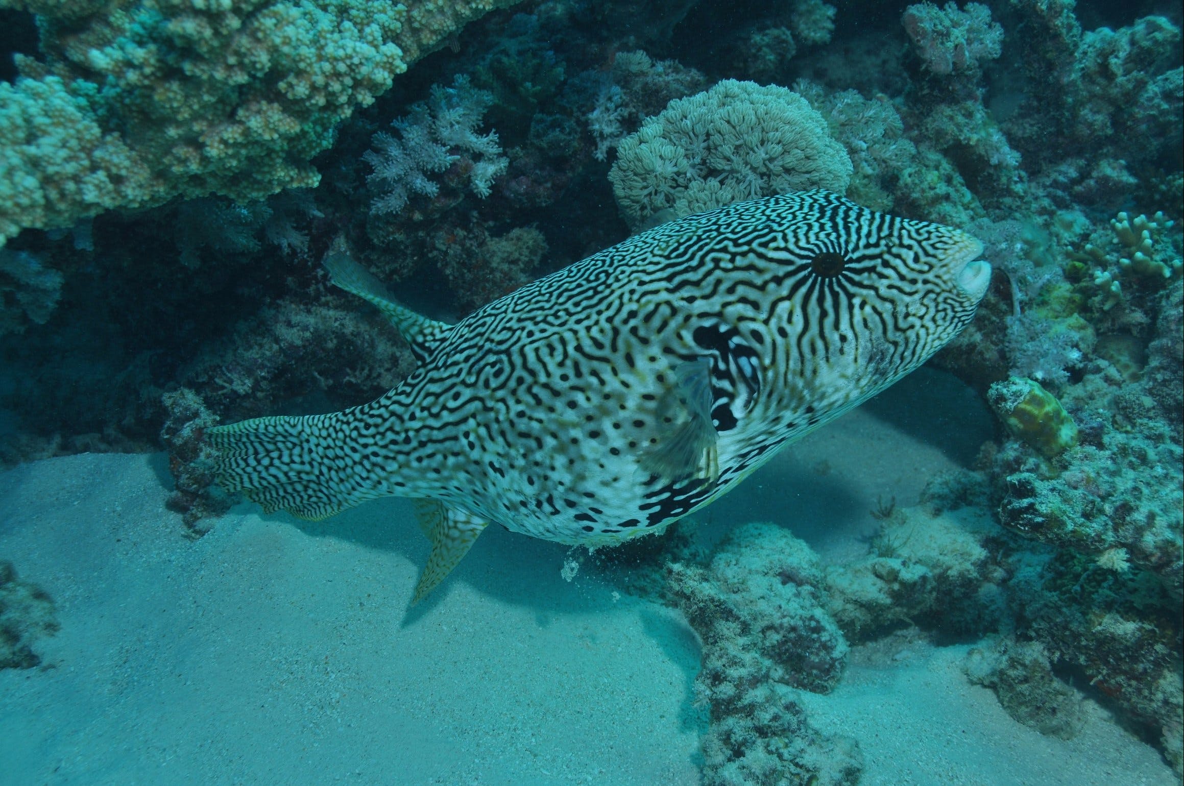Frankland Islands Dive Site Logo and Images
