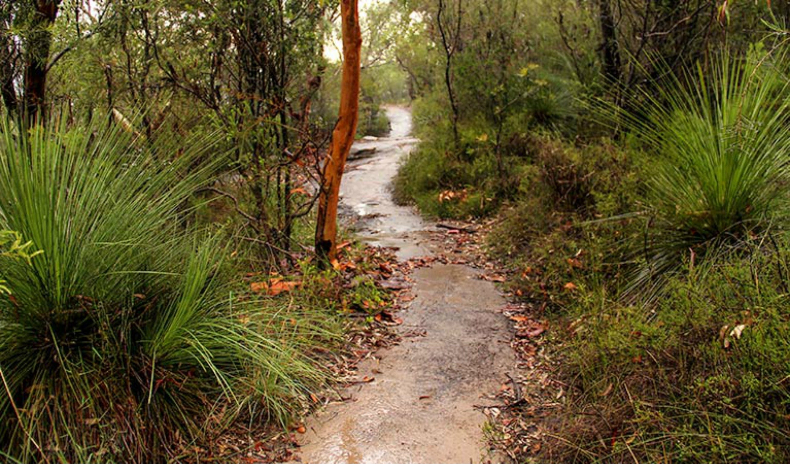 Great North walk - Brisbane Water National Park Logo and Images