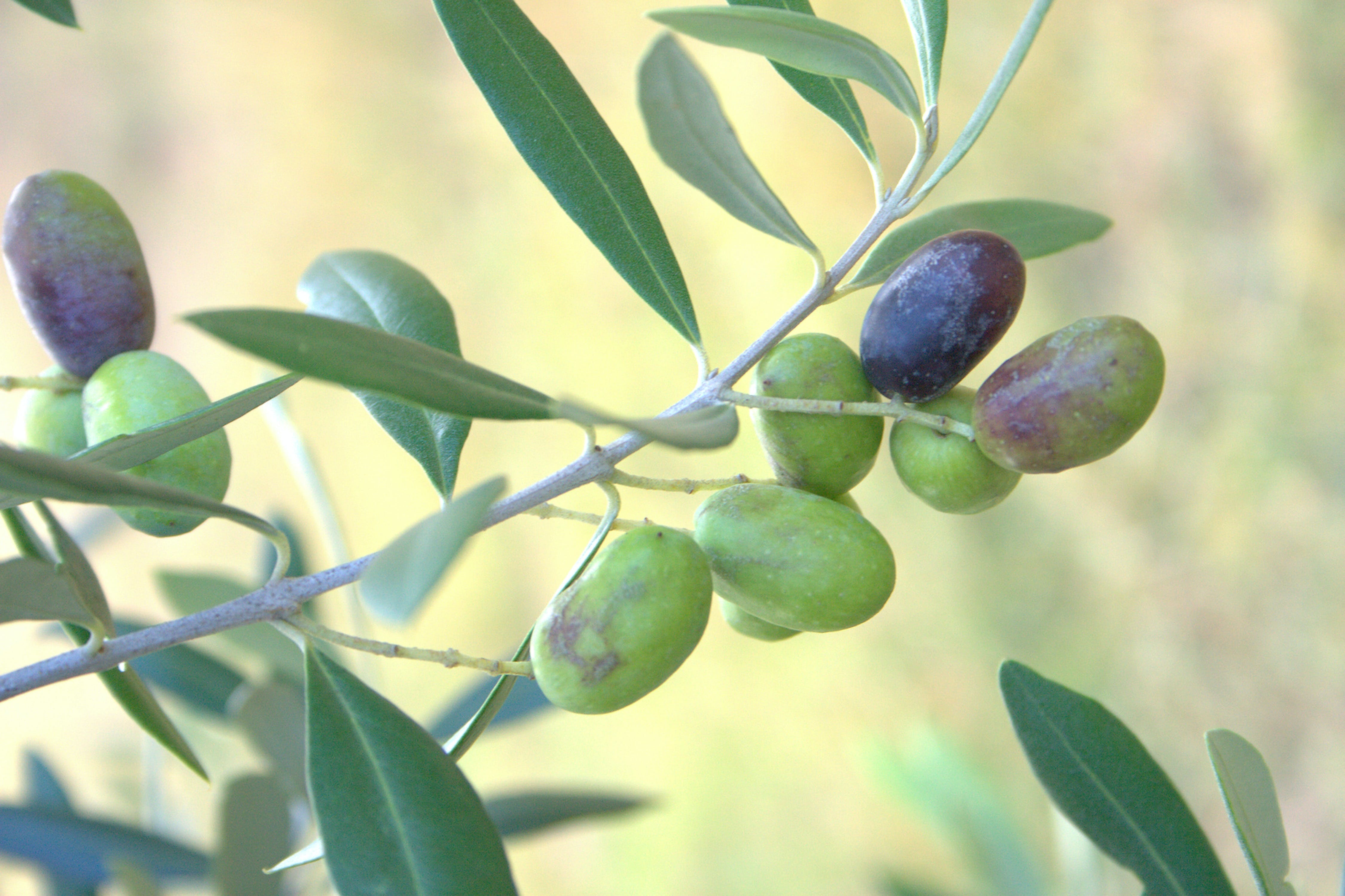Olives of Beaulieu Logo and Images