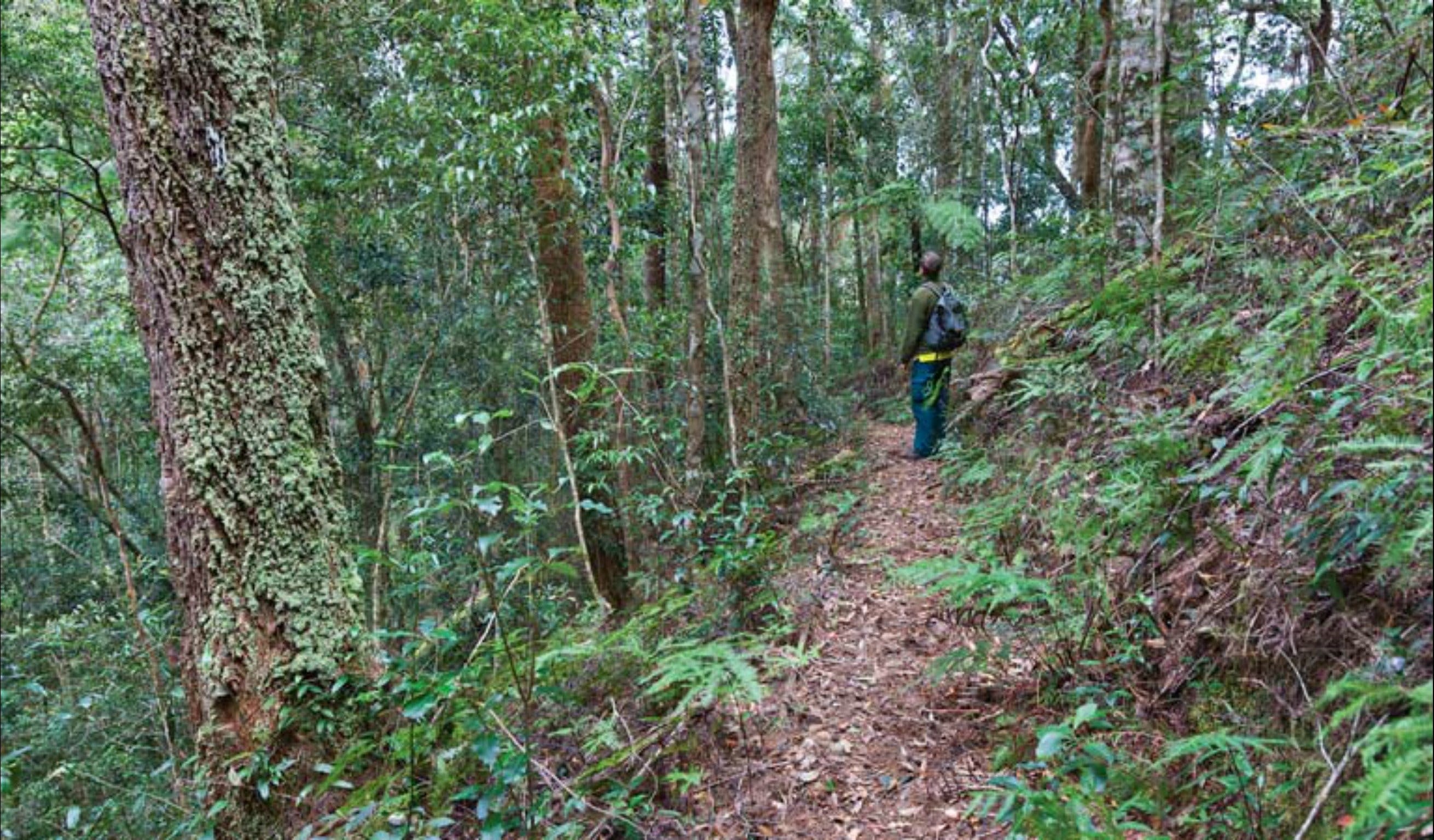 Blackbutt walking track Logo and Images