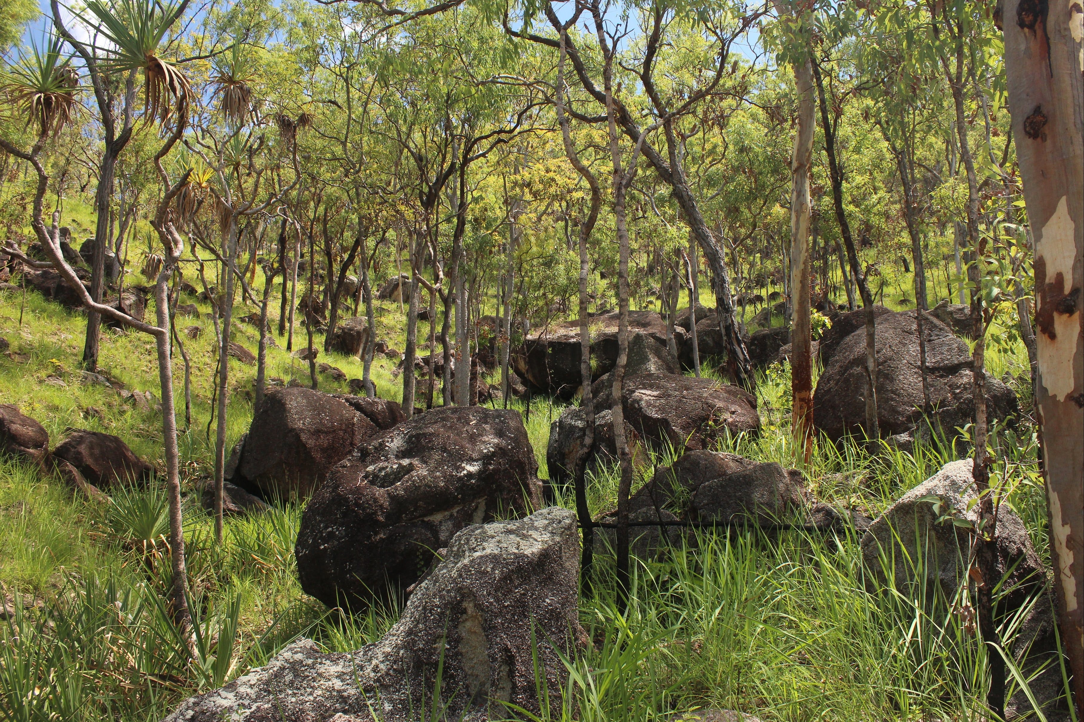 Emerald Creek, Dinden West Forest Reserve Logo and Images