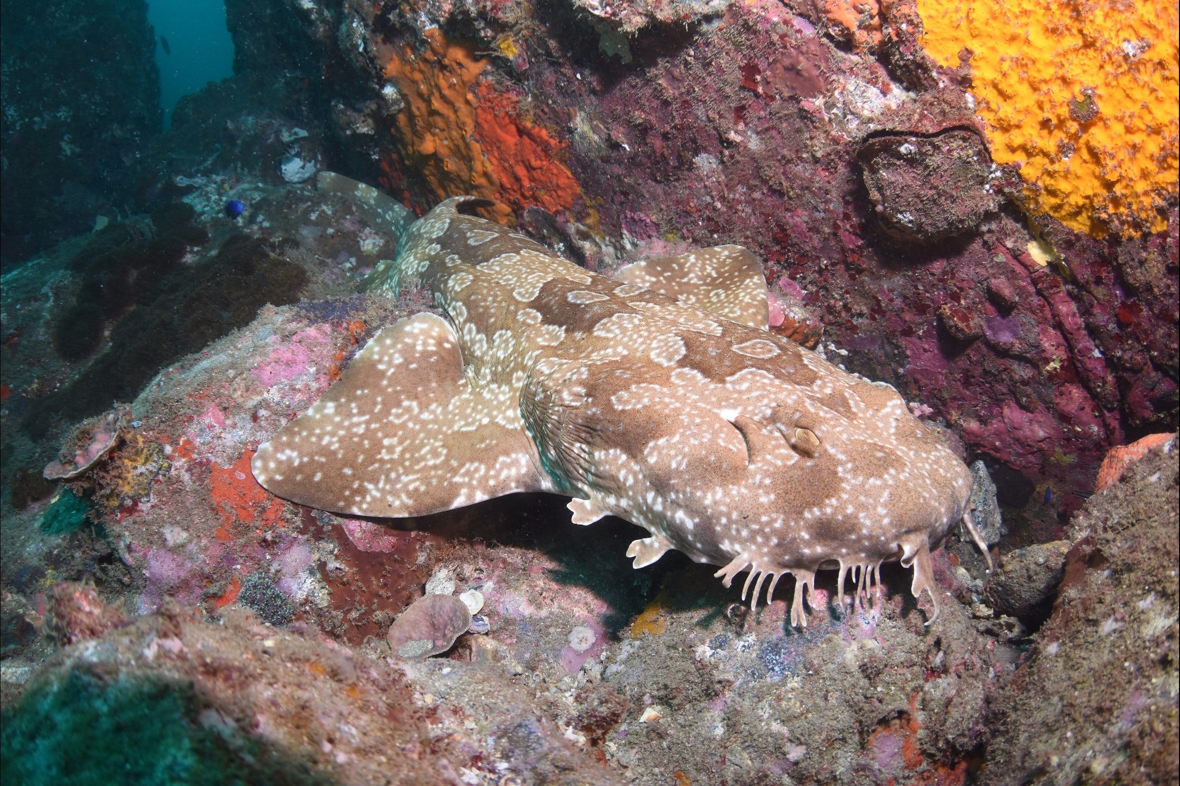 Hanging Rock Dive Site Logo and Images