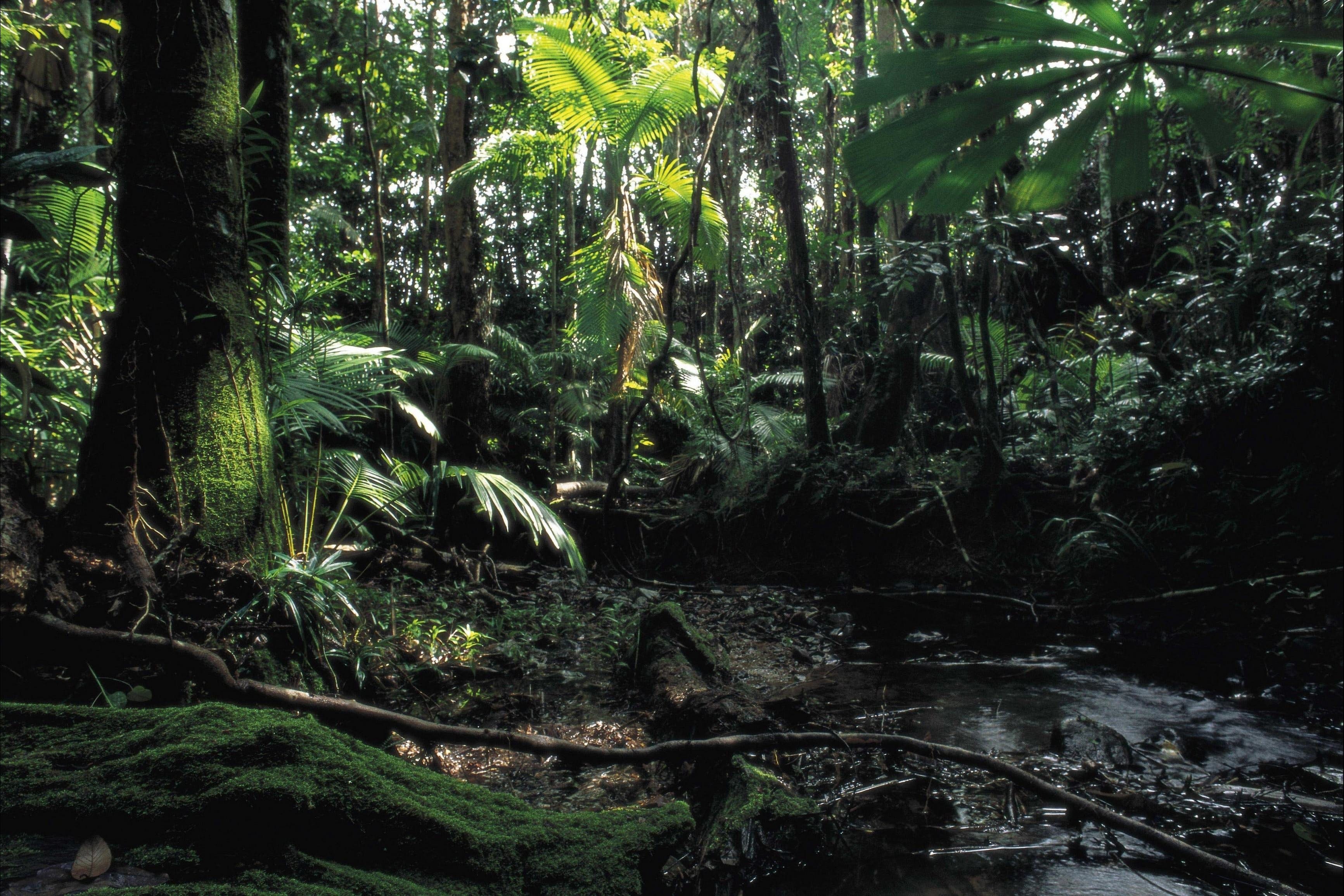Cape Tribulation, Daintree National Park Logo and Images