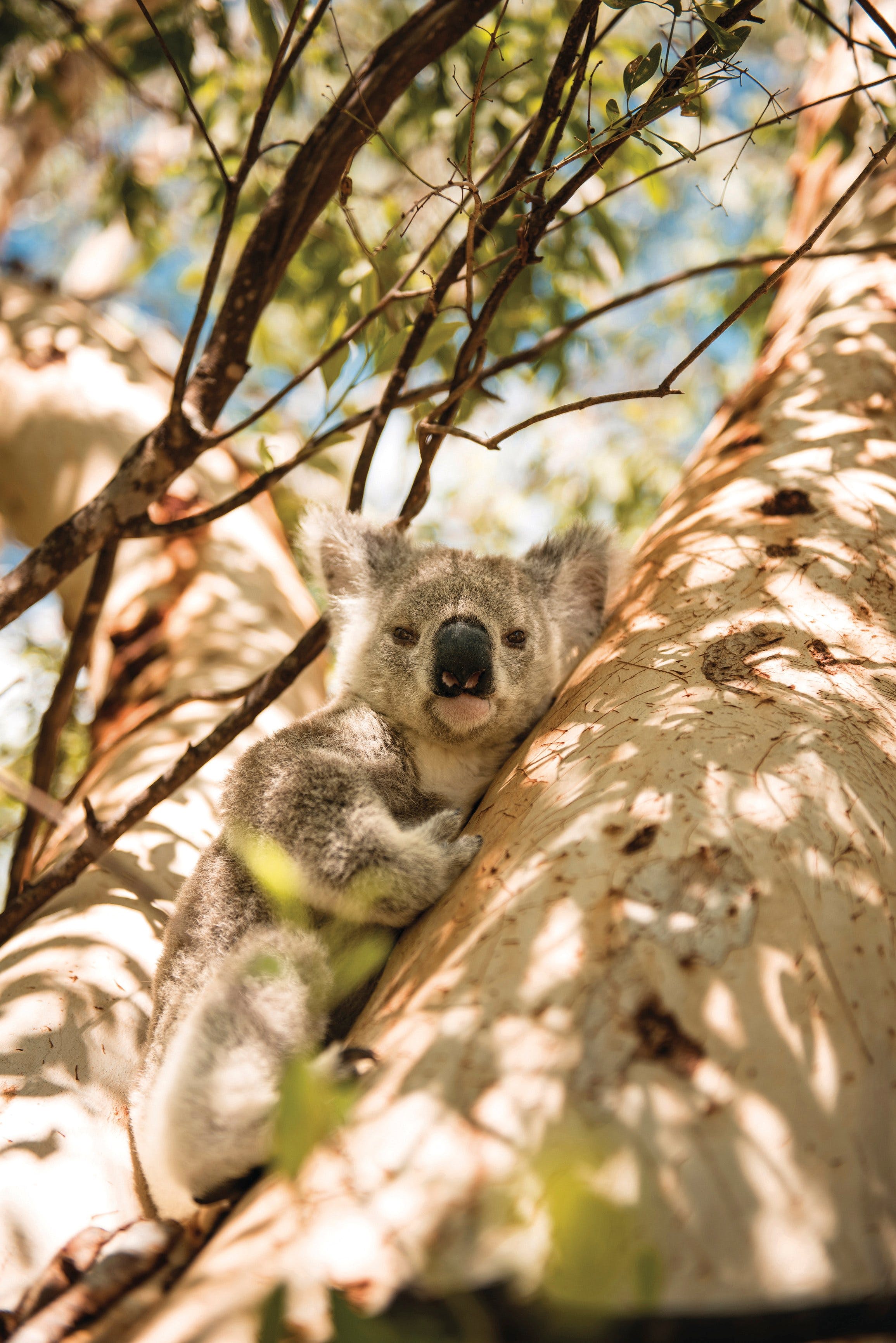 Magnetic Island National Park Logo and Images