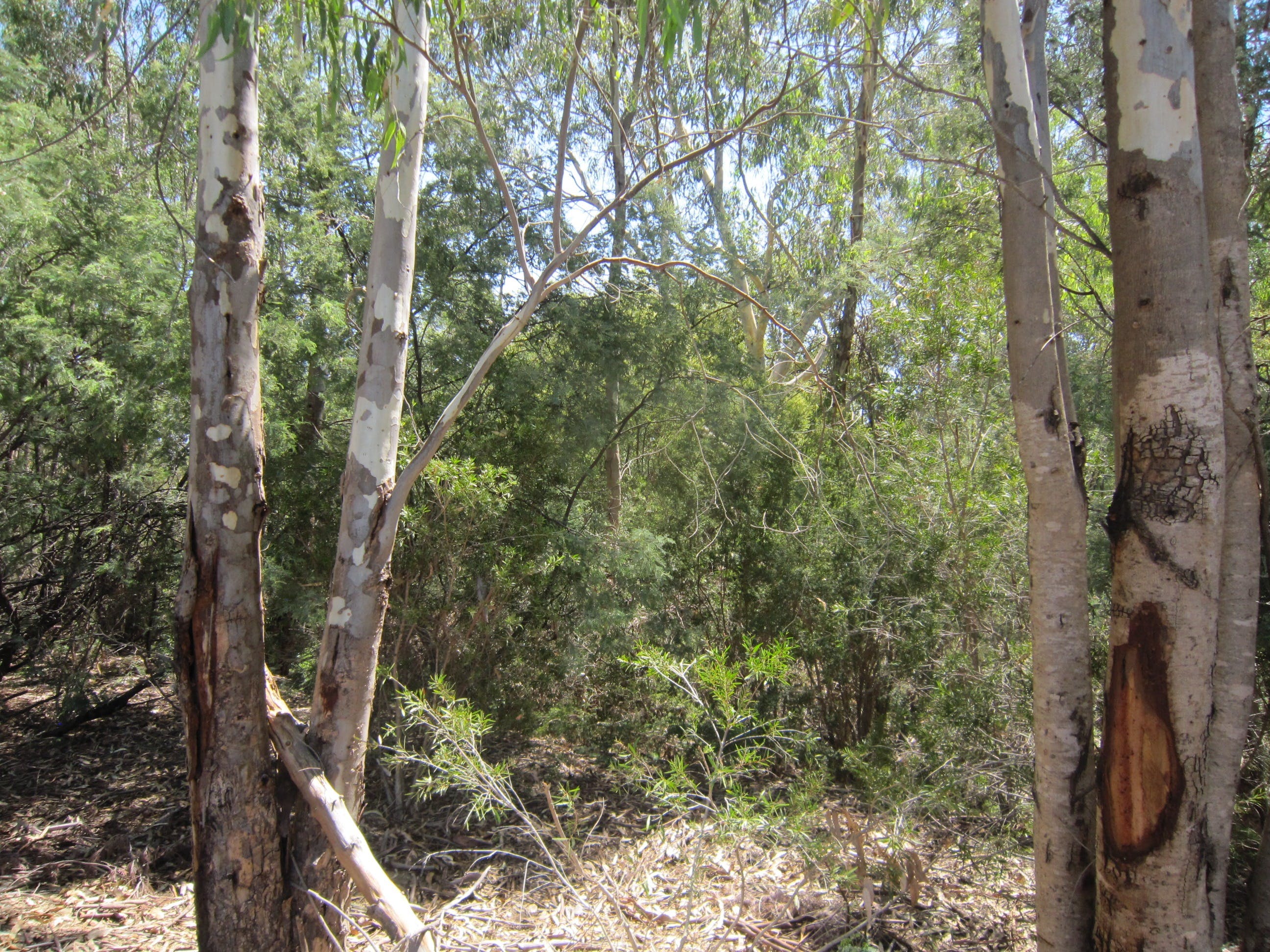 One Mile Creek shared path Logo and Images