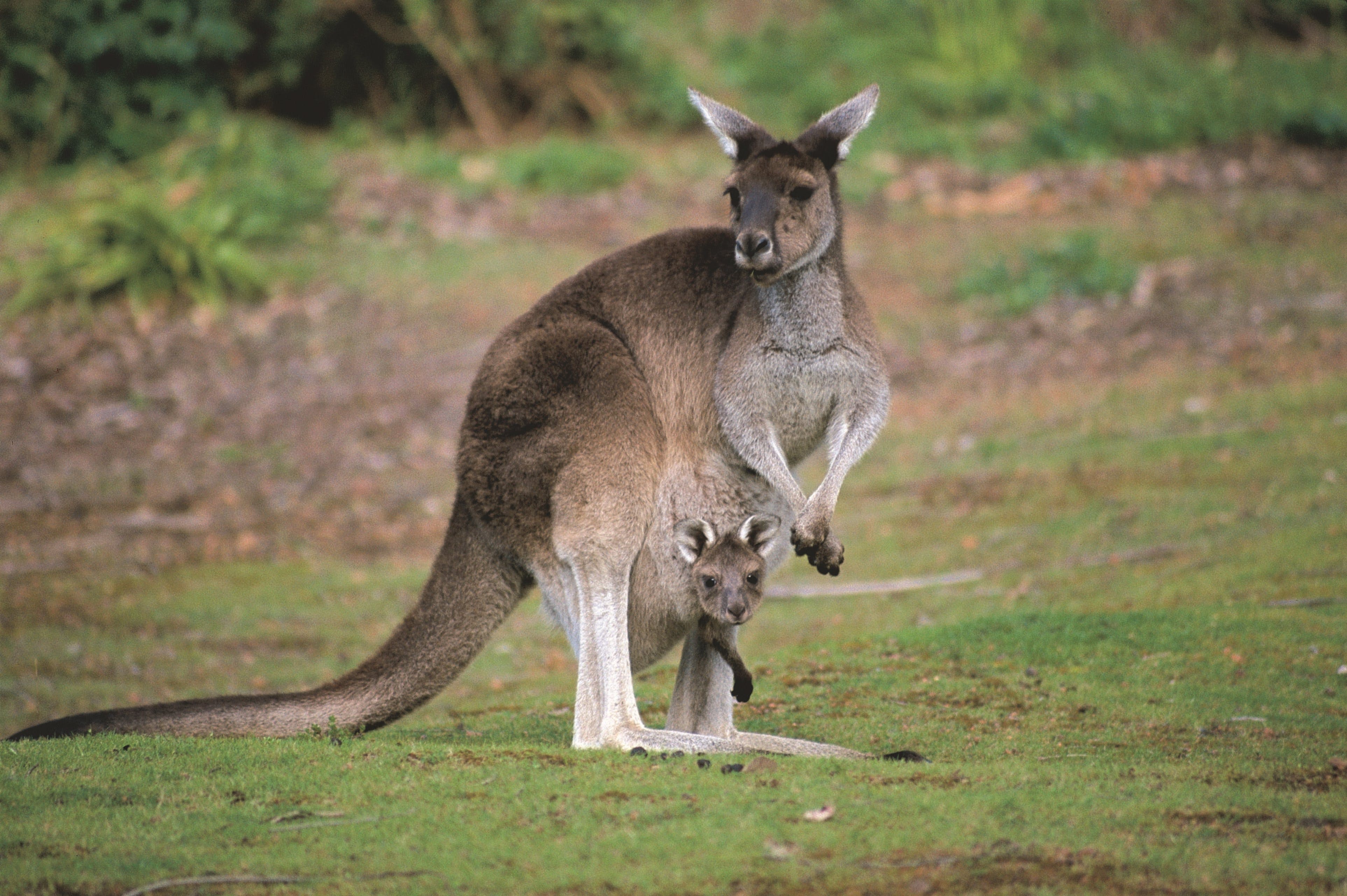 Donnelly River Logo and Images
