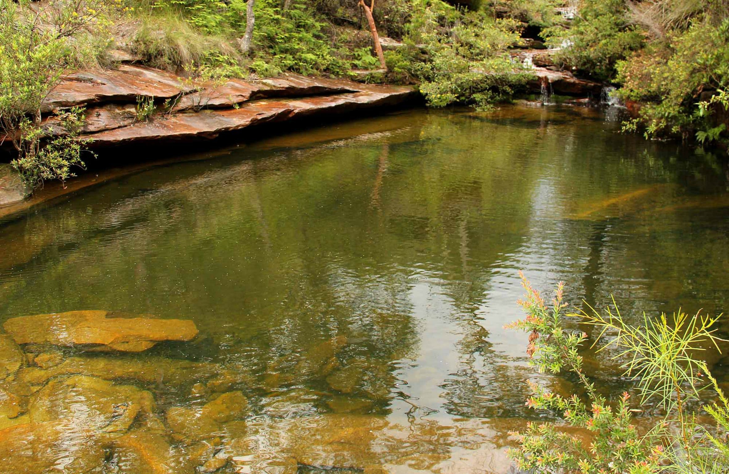 Hominy Creek Walking Track Logo and Images