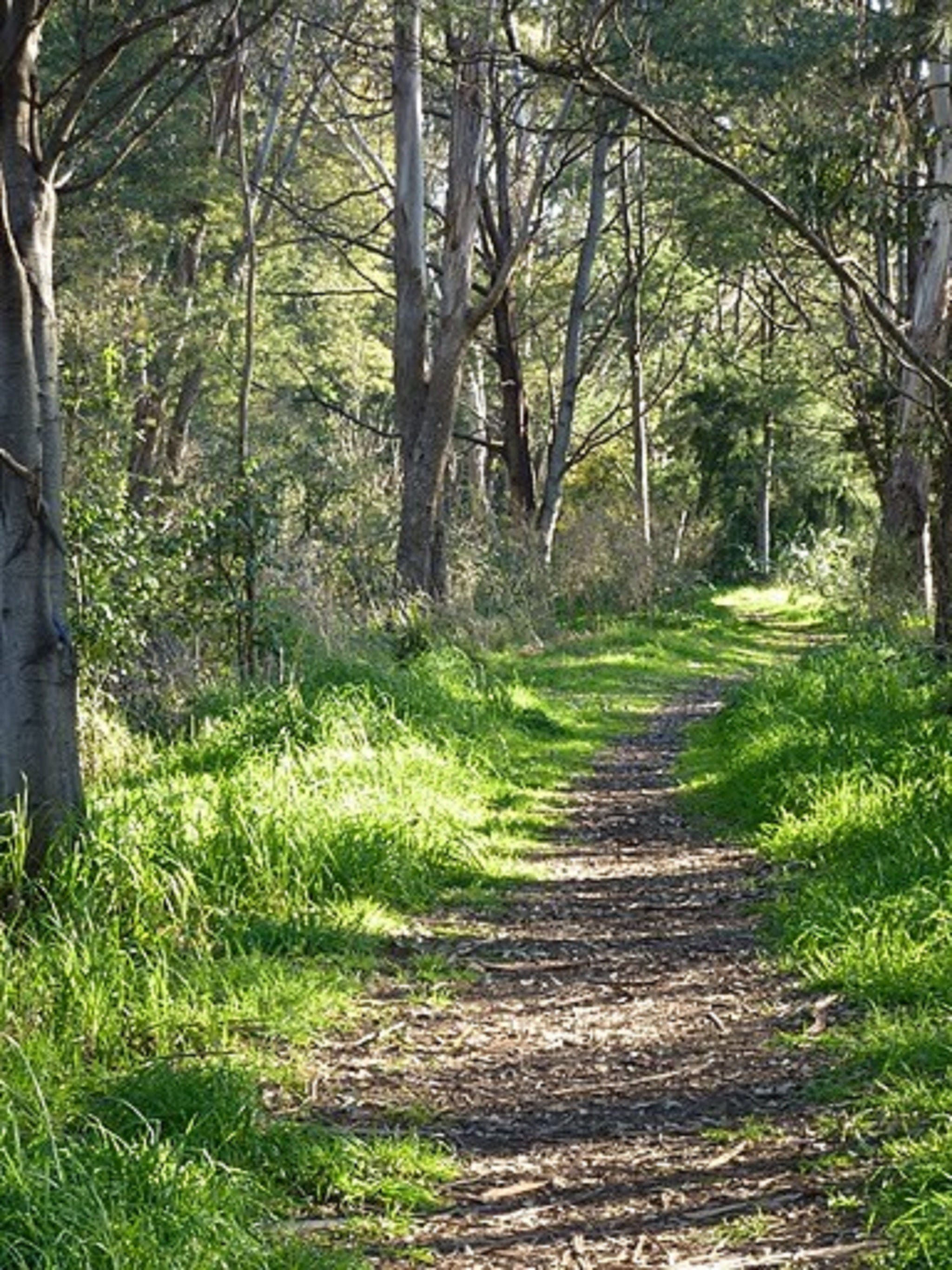 Stoodley Forest Walk and Arboretum Logo and Images