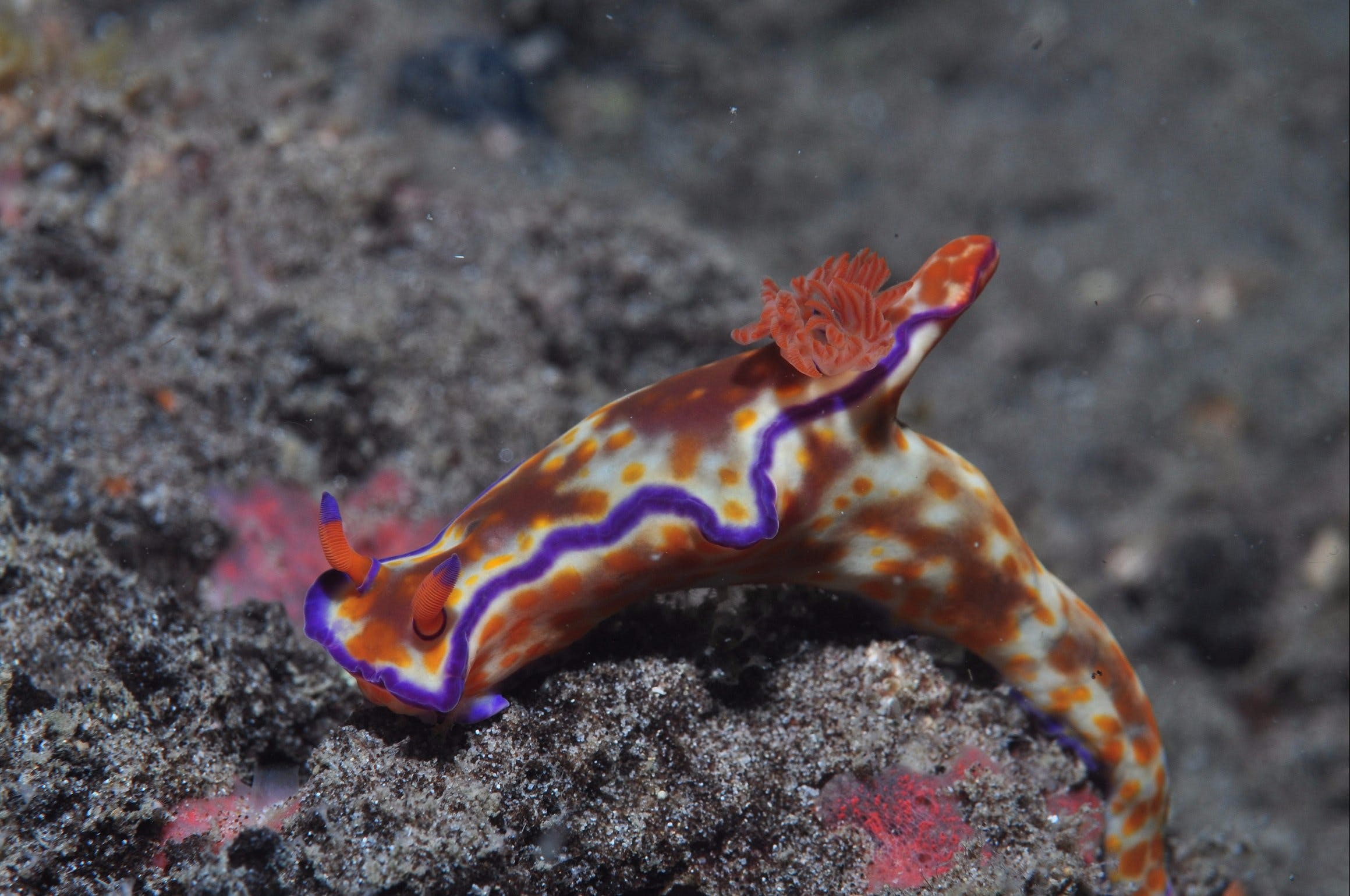 Amity Point Dive Site Logo and Images