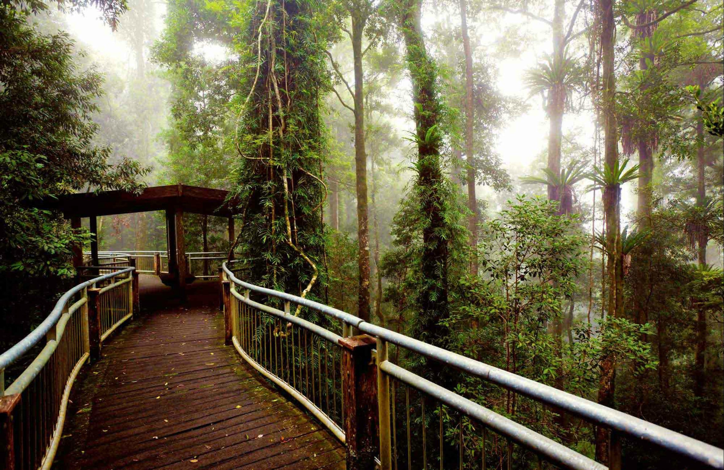 Dorrigo National Park Logo and Images