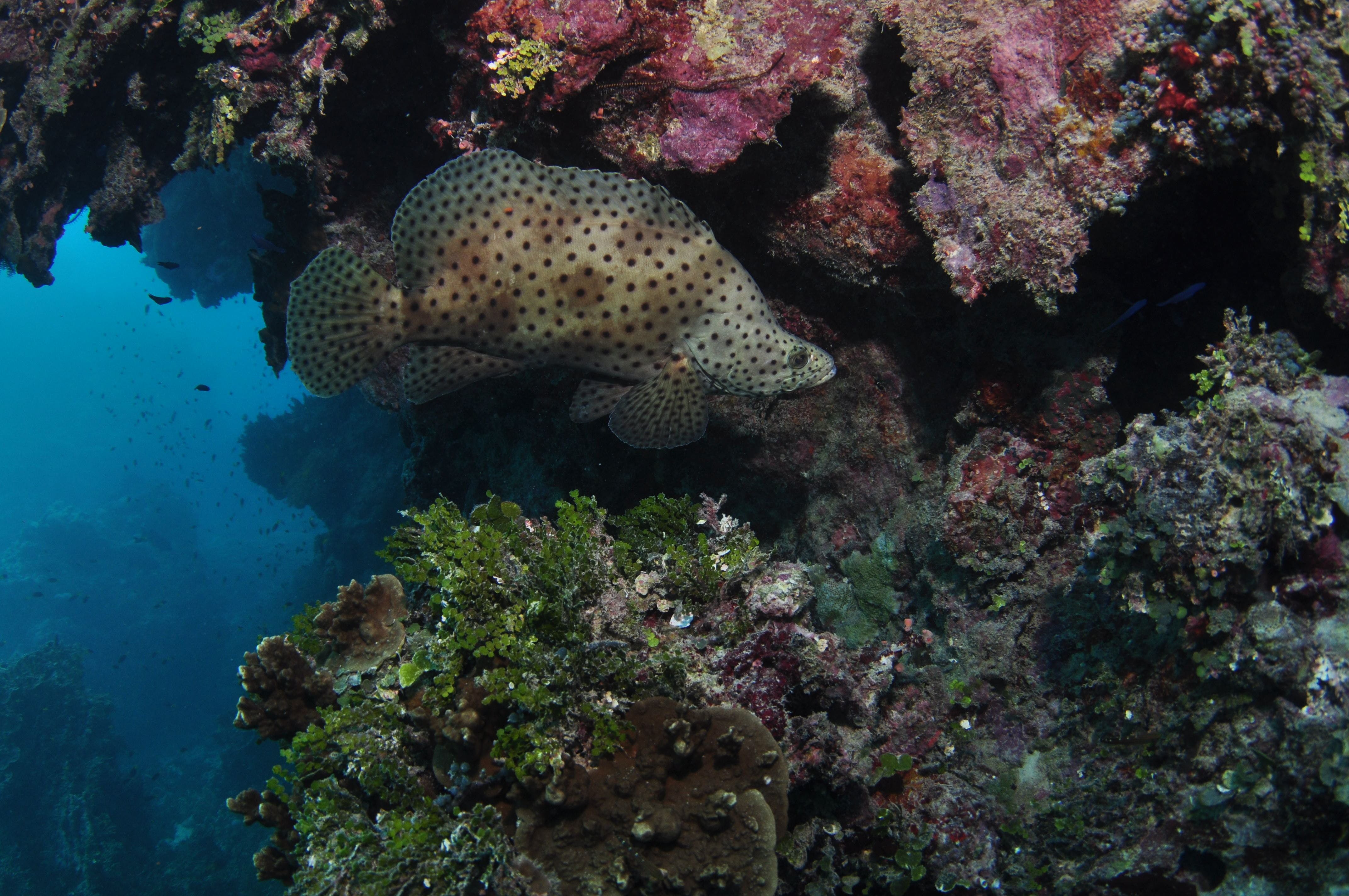 Stepping Stones Dive Site Logo and Images