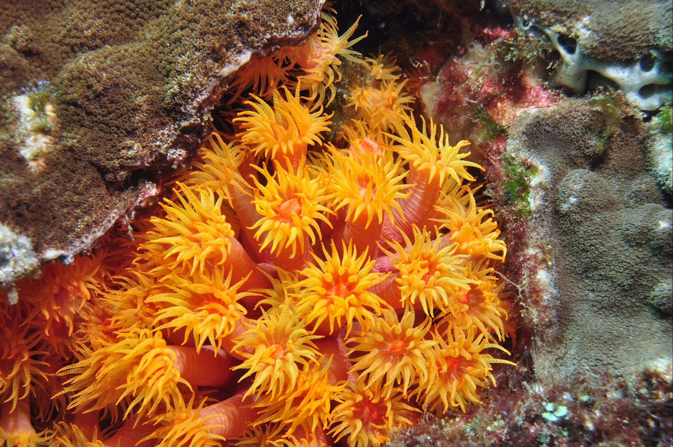 Sunshine Reef Logo and Images