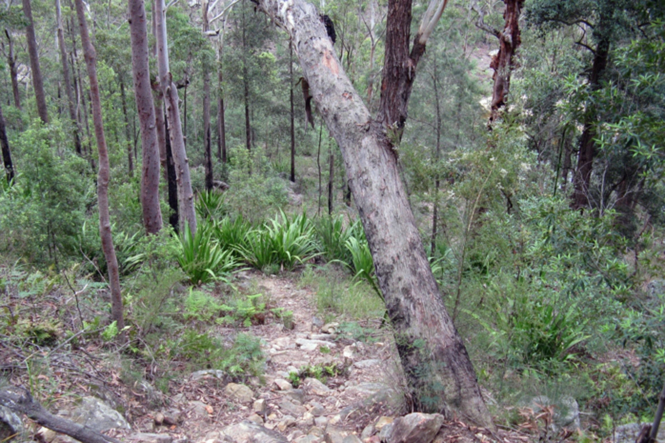 Frere's Crossing Bushwalk Logo and Images