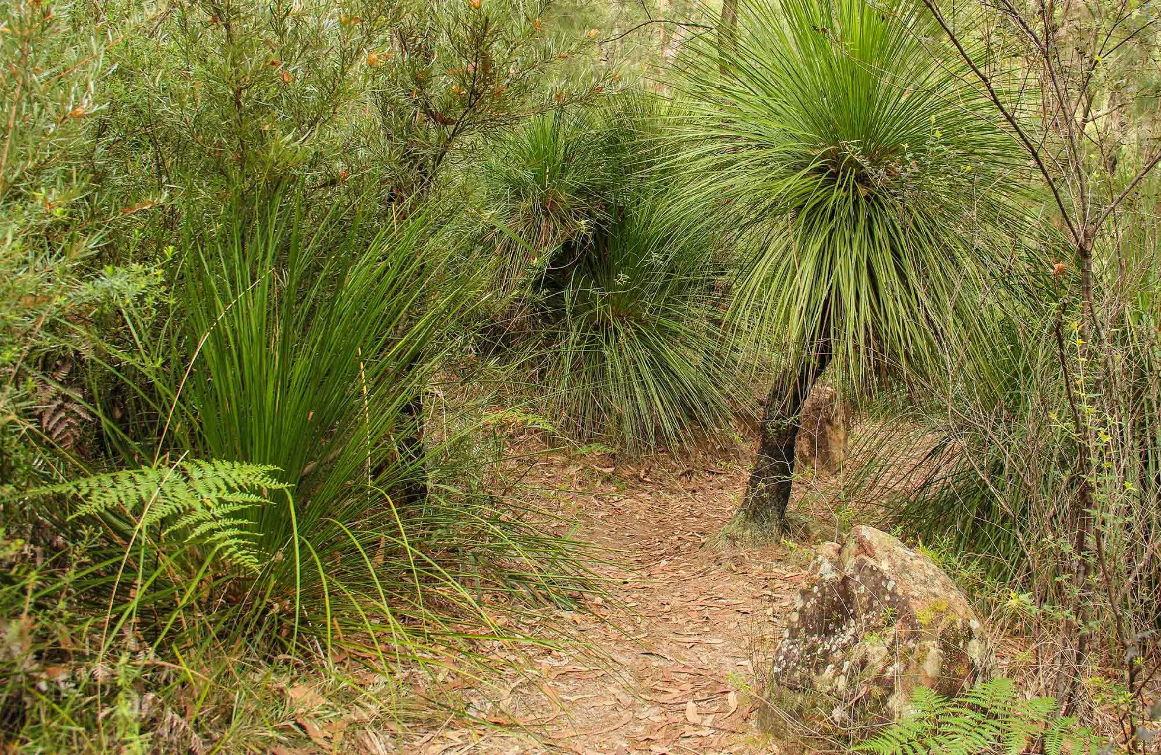 Grass Tree Circuit Logo and Images