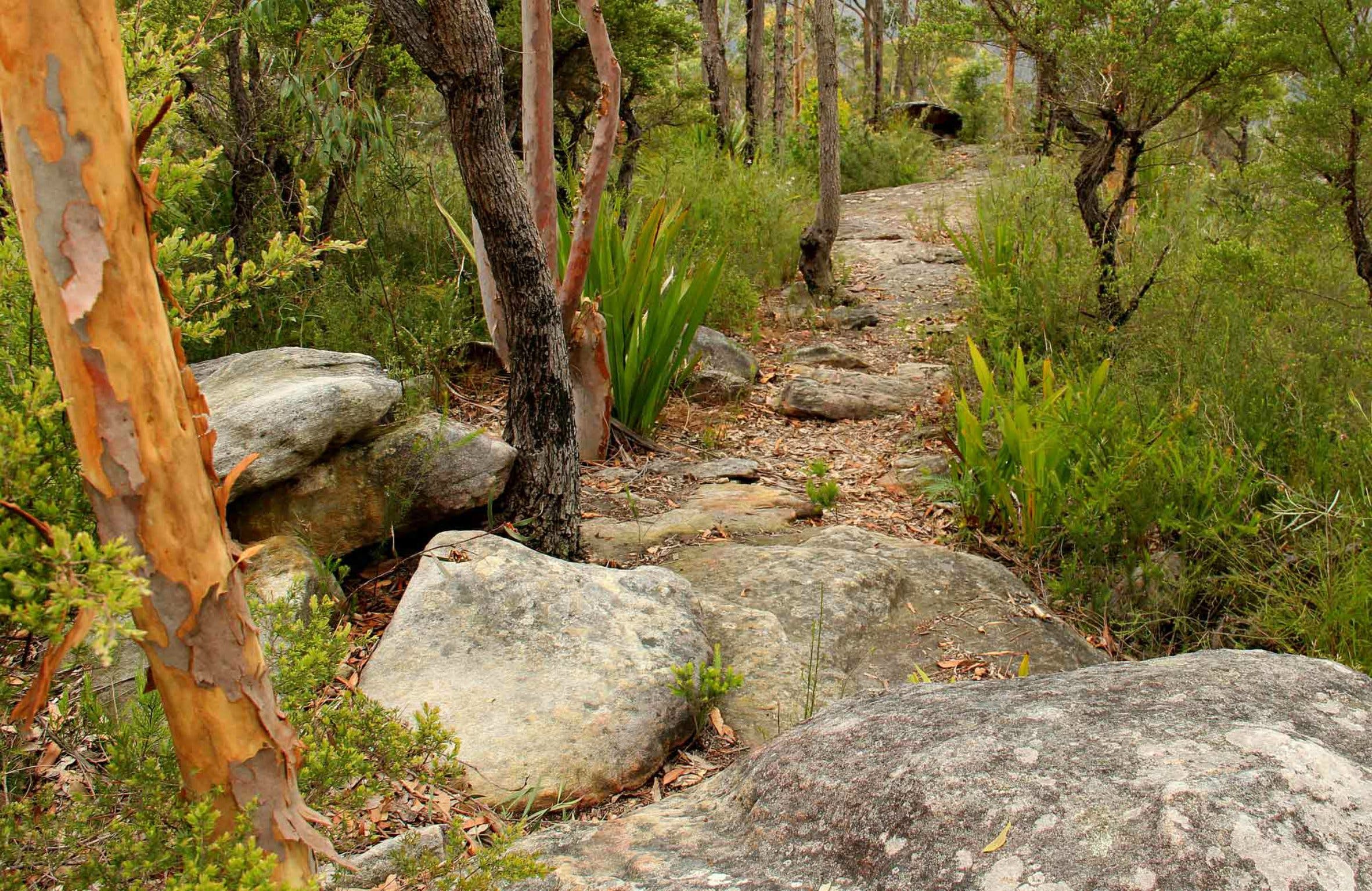 Mount Olive Trail Logo and Images