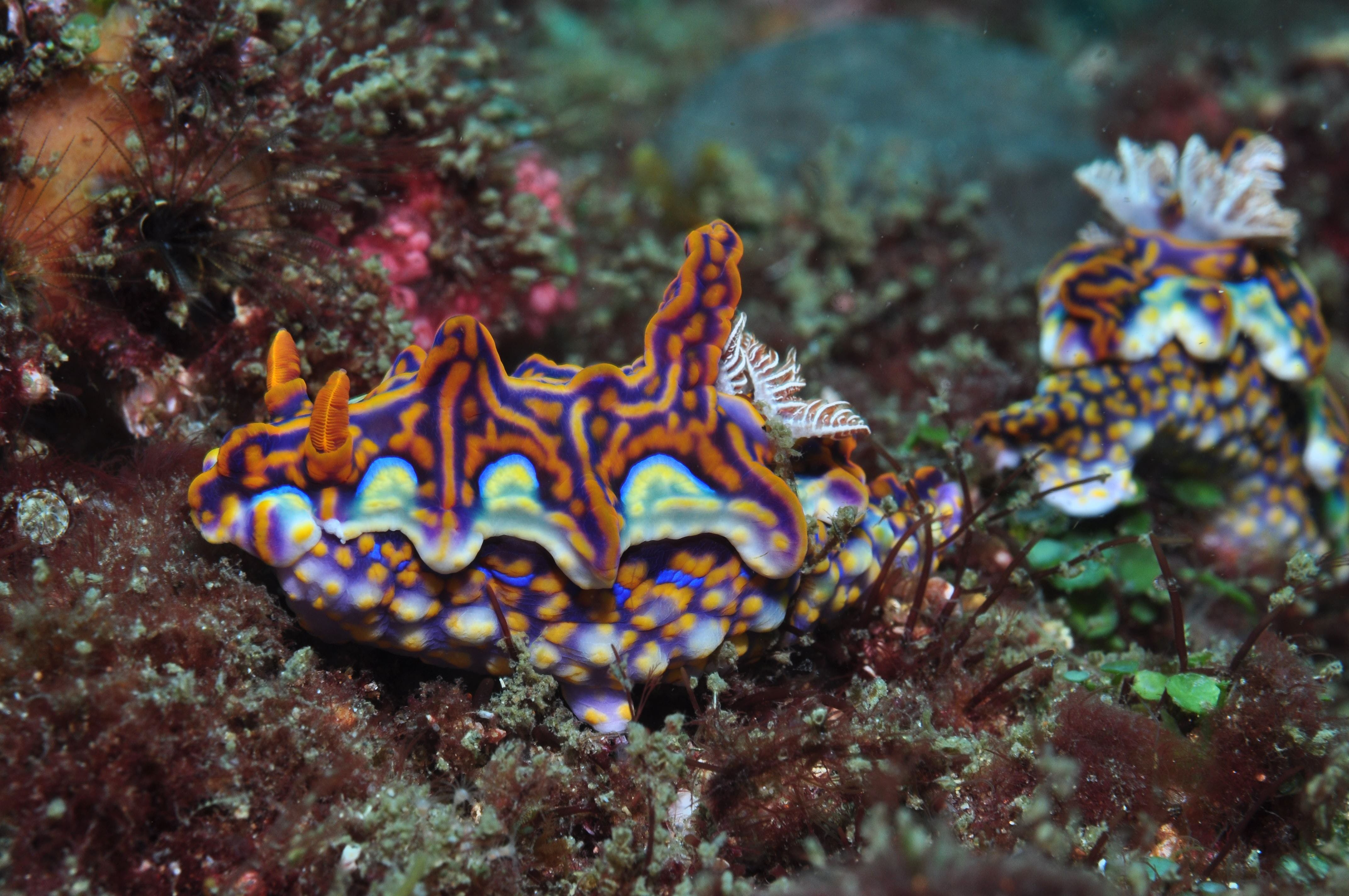 Nine Mile Reef Dive Site Logo and Images