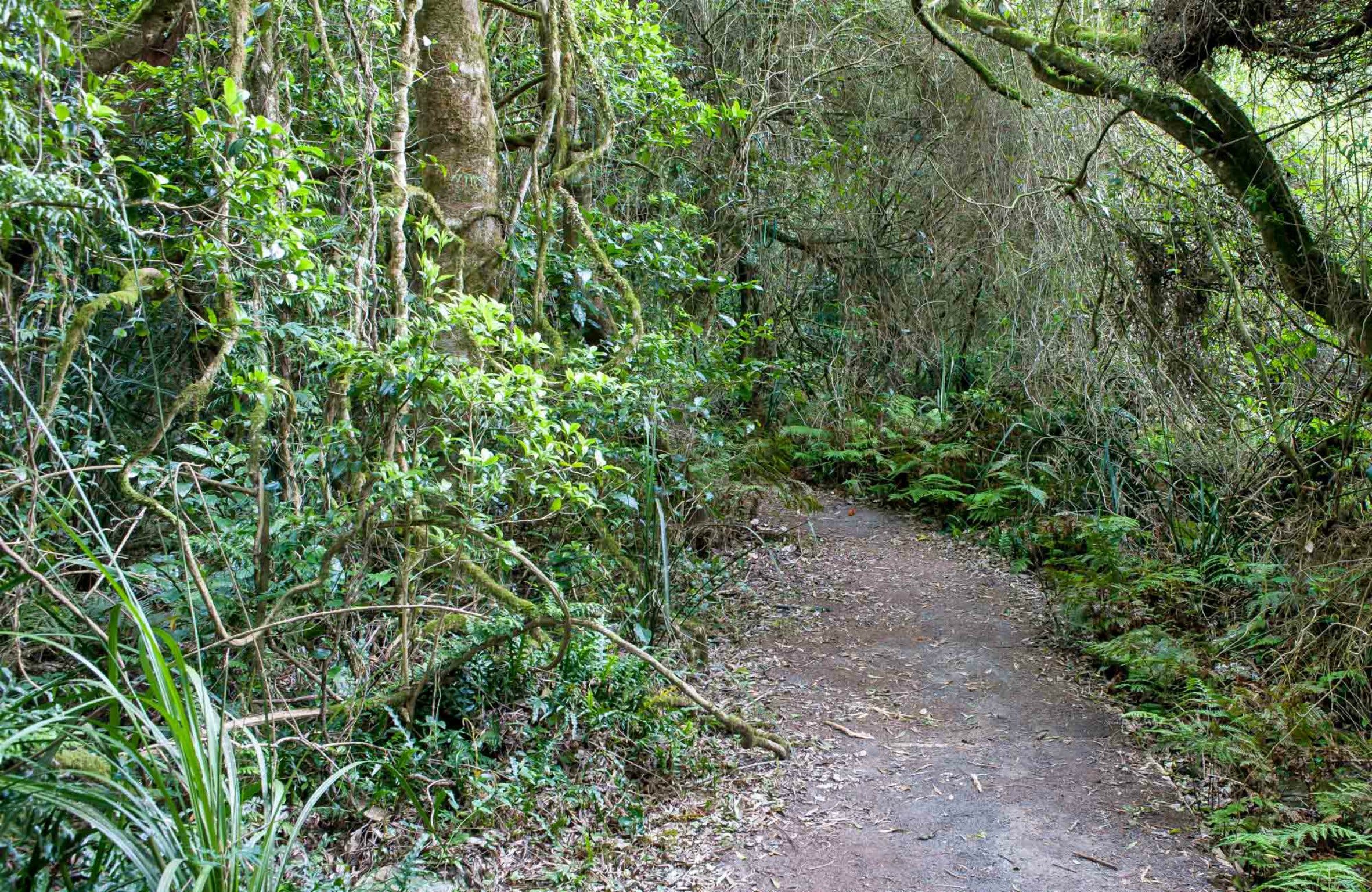 Rainforest Walking Track, Roberston Nature Reserve Logo and Images