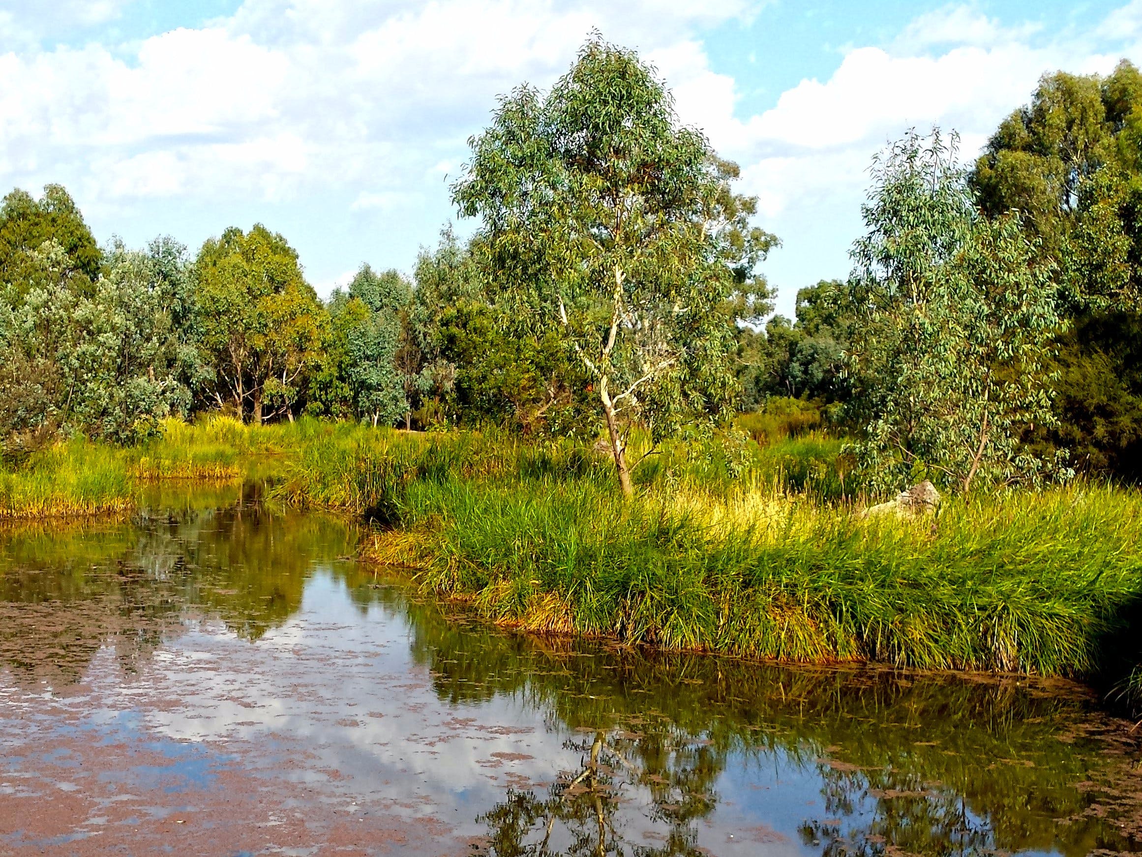 Mansfield Mullum Wetlands Logo and Images