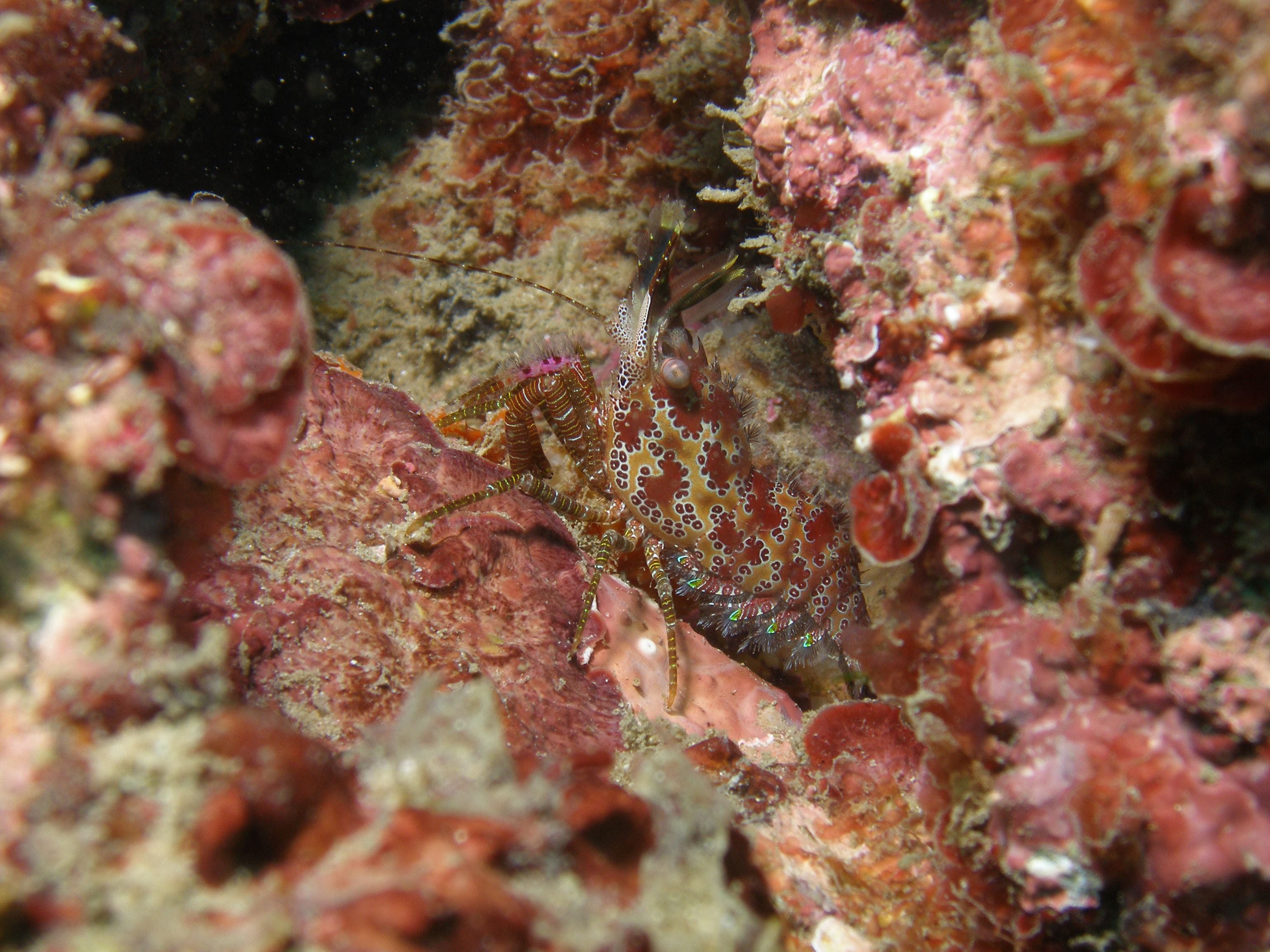 Mudjimba (Old Woman) Island Dive Site Logo and Images