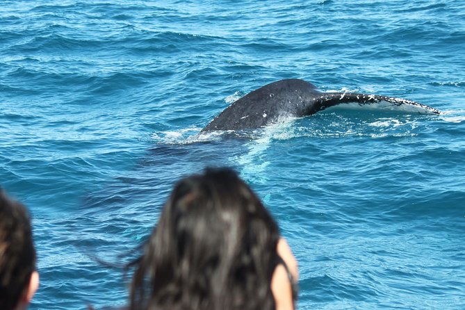 Half-Day Whale Watching in Urangan Logo and Images