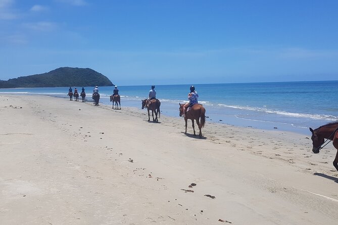 Mid-Morning Beach Horse Ride in Cape Tribulation with Pick Up Logo and Images