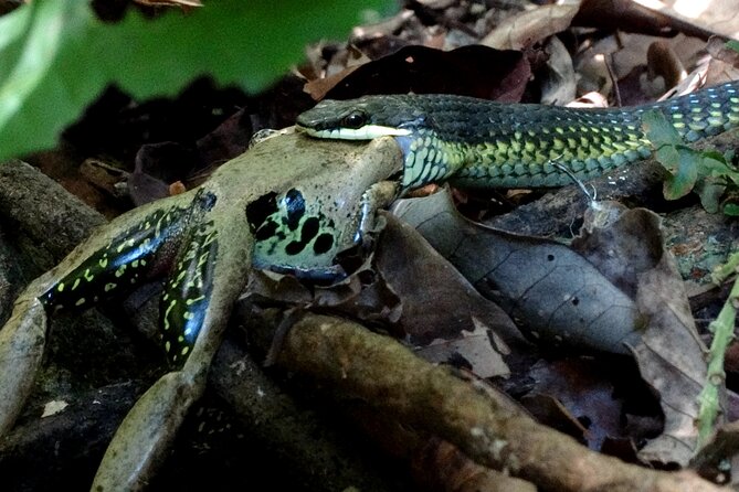 Guided Night Walk in Cape Tribulation Logo and Images