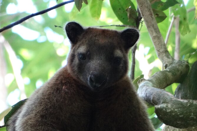 Family Night Walking Tour at Tropical Rainforest in Daintree Logo and Images