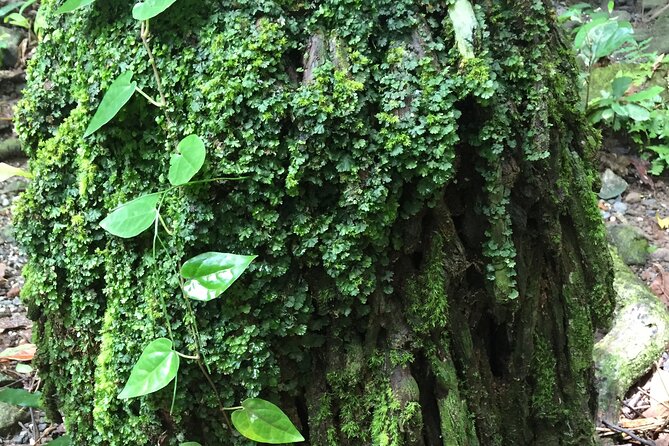 Small-Group Trekking Experience in Daintree National Park Logo and Images