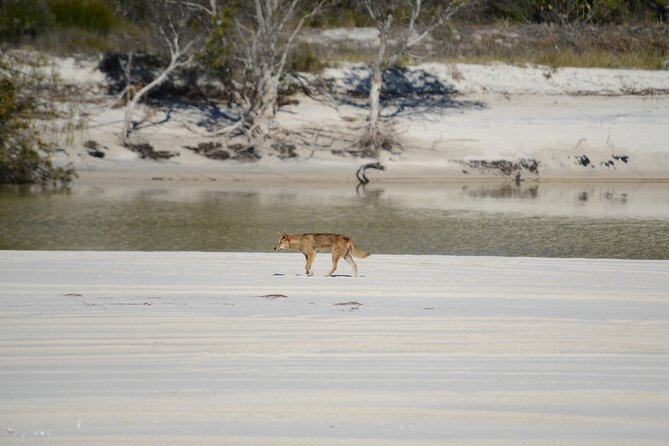 Sandy Straits Scenic & Wildlife Cruise Logo and Images