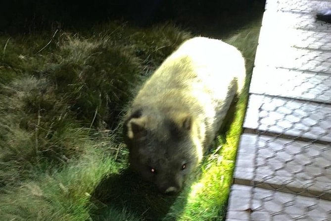 Cradle Mountain Wildlife Spotting after Dark Logo and Images
