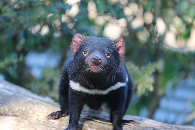1-Hour Tasmanian Devil Feeding Day Tour at Cradle Mountain Logo and Images